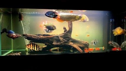 一米的水族缸可以養(yǎng)金龍魚嗎？：一米以上的魚缸可以養(yǎng)金龍魚嗎360問答 龍魚百科 第1張