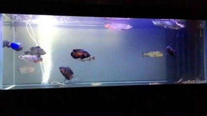 一米的水族缸可以養(yǎng)金龍魚嗎？：一米以上的魚缸可以養(yǎng)金龍魚嗎360問答 龍魚百科 第3張