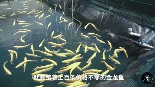 金龍魚養(yǎng)殖利潤怎么樣？ 龍魚百科 第1張