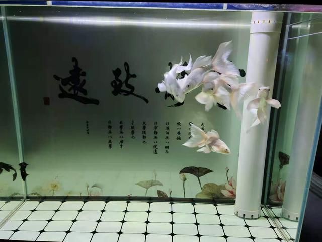 魚缸底濾魚缸過濾系統(tǒng)原理及優(yōu)缺點(diǎn)有哪些魚缸底濾系統(tǒng)