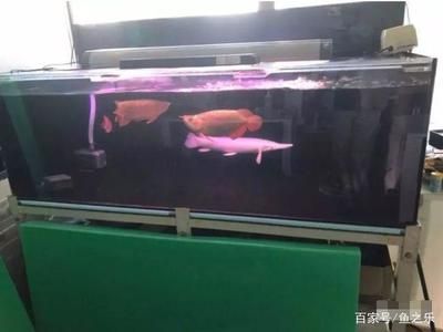 適合養(yǎng)龍魚的魚缸品牌有哪些？ 龍魚百科 第2張