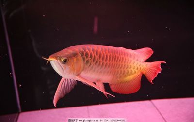 印尼紅龍魚(yú)鑒賞，90%的人都沒(méi)見(jiàn)過(guò) 龍魚(yú)百科 第1張