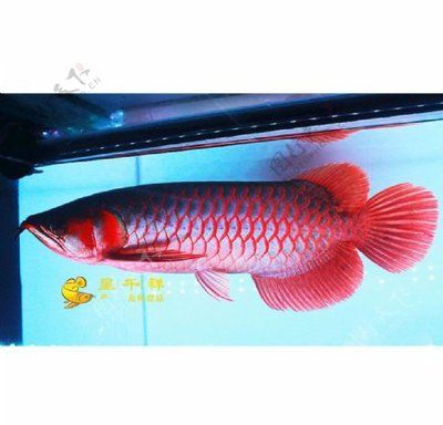 印尼紅龍魚(yú)鑒賞，90%的人都沒(méi)見(jiàn)過(guò) 龍魚(yú)百科 第3張