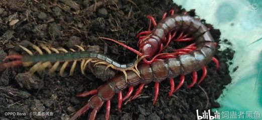 龍魚吃蜈蚣飼料應(yīng)該注意哪些技巧親測很可以很可以 龍魚百科 第1張