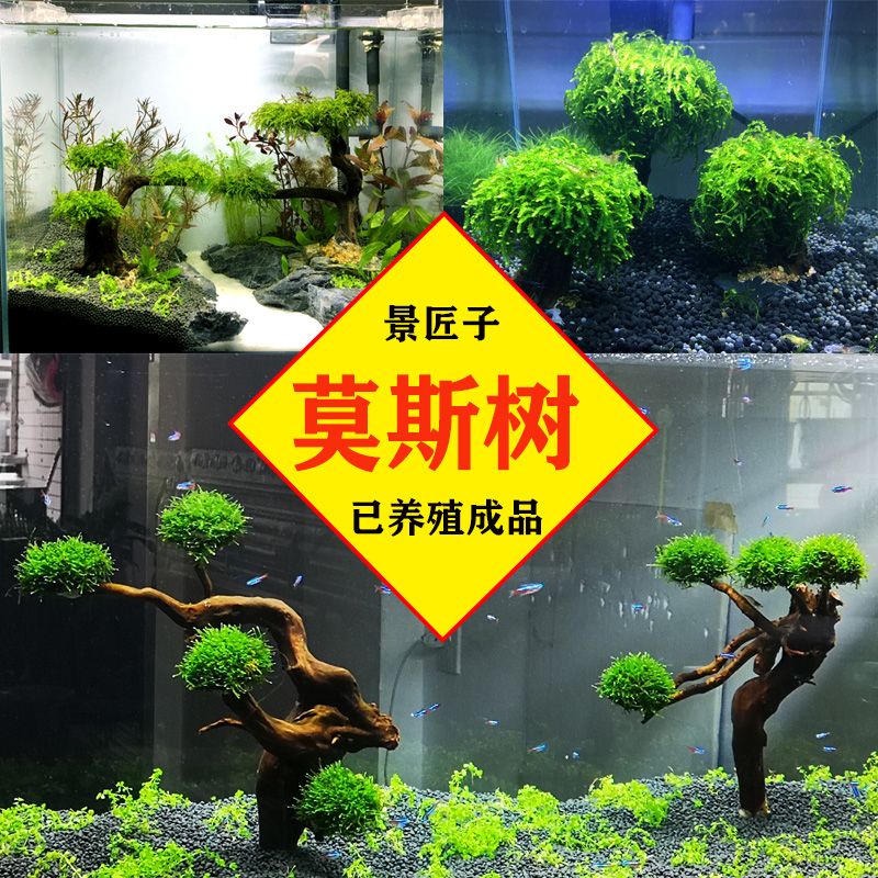 放沉木的魚缸適合養(yǎng)什么魚好（南美觀賞魚的養(yǎng)護(hù)指南南美觀賞魚的養(yǎng)護(hù)指南南美觀賞魚）