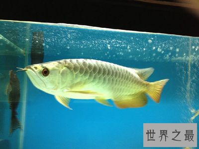 最大的金龍魚(yú)是哪里生產(chǎn)的（世界第一金龍魚(yú)原產(chǎn)地是哪里生產(chǎn)的金龍魚(yú)產(chǎn)地是哪里）