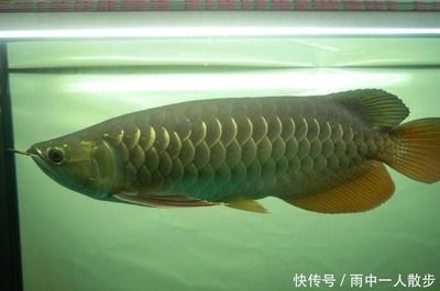 最便宜的金龍魚多少錢一條（一條金龍魚最便宜要多少錢？） 龍魚百科 第1張