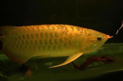 在家里養(yǎng)多少條金龍魚(yú)風(fēng)水很好（養(yǎng)金龍魚(yú)的風(fēng)水講究） 龍魚(yú)百科 第3張