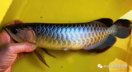 怎么促進(jìn)龍魚消化吸收（如何促進(jìn)龍魚的消化吸收） 龍魚百科 第1張