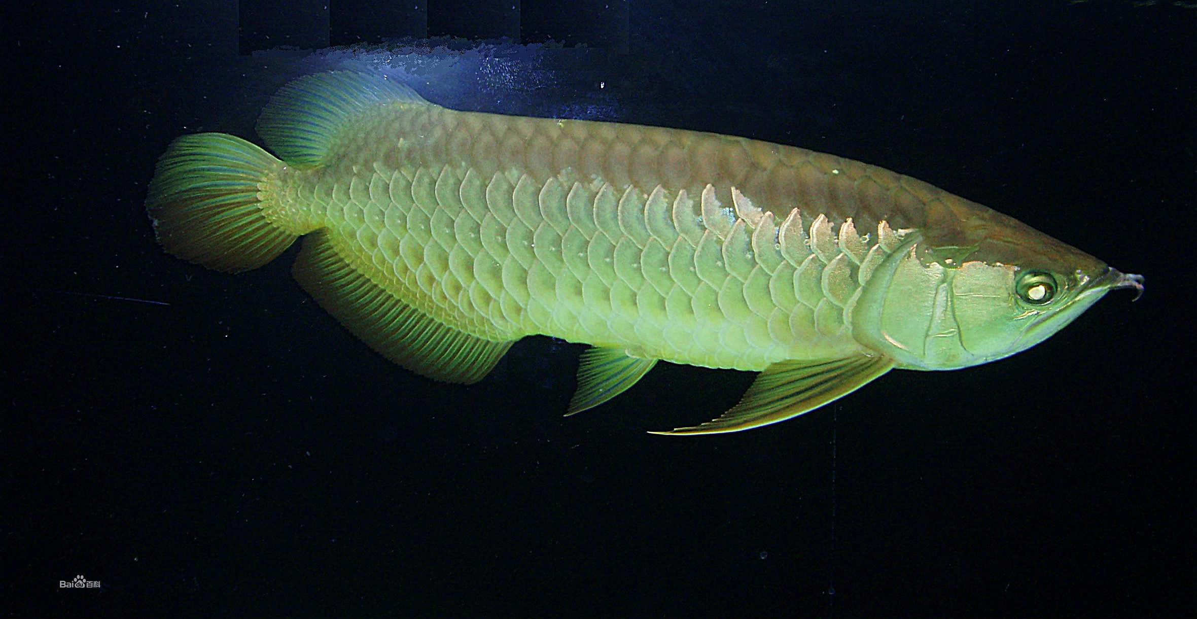 野生龍魚能長多大（野生龍魚的壽命有多長龍魚一年能長多大能活多久） 龍魚百科 第3張