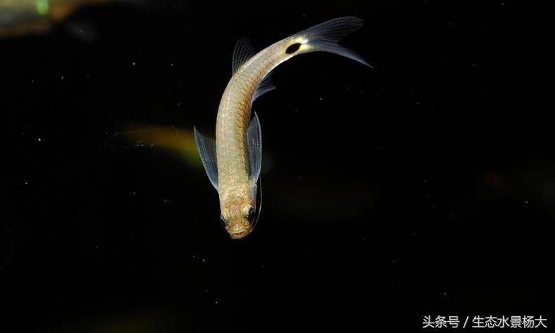 養(yǎng)三條龍魚是一公兩母還是一母兩公好（決定養(yǎng)三條龍魚的性別組合時(shí)需要了解的是龍魚的性別選擇）