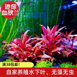 淡水魚(yú)缸養(yǎng)什么植物（適合淡水魚(yú)缸的植物） 魚(yú)缸百科 第3張