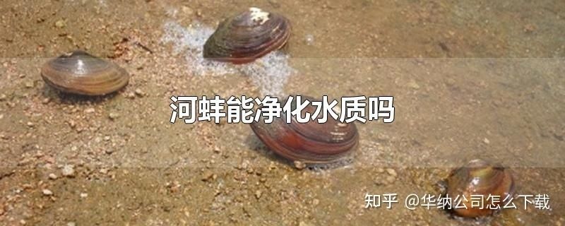 河蚌放魚(yú)缸里會(huì)不會(huì)污染水呢（如何在魚(yú)缸中養(yǎng)河蚌） 魚(yú)缸百科