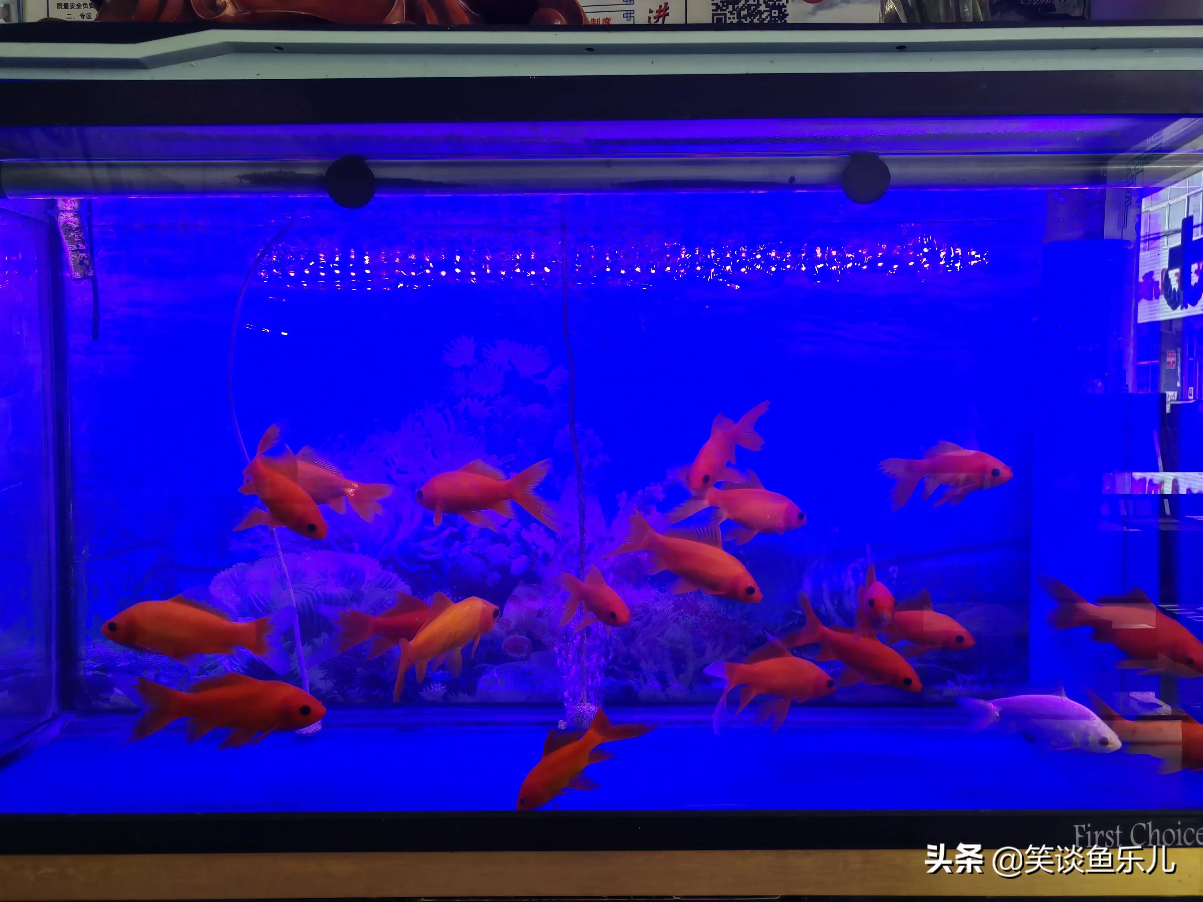 換水魚缸用殺菌燈可以嗎（殺菌燈在魚缸中的應(yīng)用） 魚缸百科 第2張