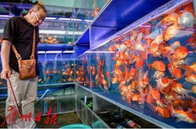 花鳥魚市場的魚缸怎么賣的?。ɑB魚蟲市場養(yǎng)護(hù)秘籍了解如何正確養(yǎng)護(hù)魚缸養(yǎng)護(hù)技巧） 魚缸百科 第2張