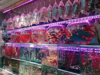 花鳥魚市場的魚缸怎么賣的?。ɑB魚蟲市場養(yǎng)護(hù)秘籍了解如何正確養(yǎng)護(hù)魚缸養(yǎng)護(hù)技巧） 魚缸百科 第3張