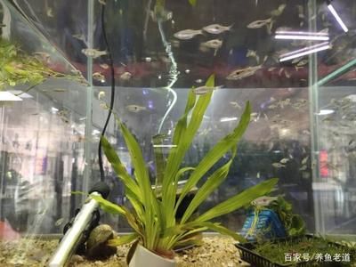 觀賞魚混養(yǎng)魚缸怎么養(yǎng)好呢（如何打造完美的觀賞魚混養(yǎng)缸） 魚缸百科 第3張