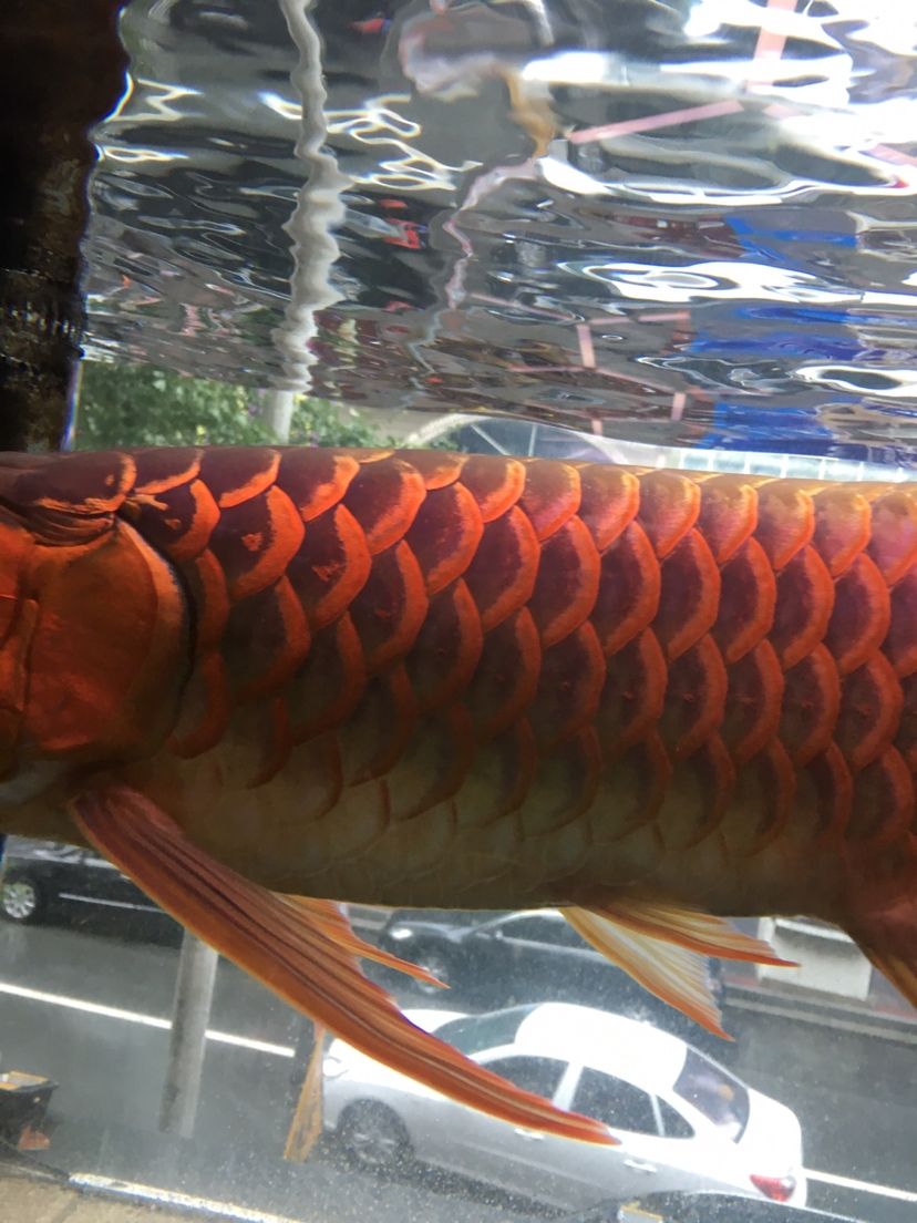 紅老虎魚(yú)養(yǎng)幾個(gè)合適的魚(yú)缸（紅老虎魚(yú)的飼養(yǎng)技巧） 魚(yú)缸百科 第6張