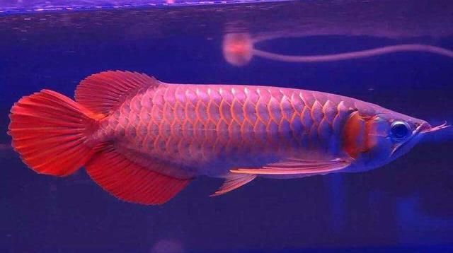 汕頭魚(yú)缸定做廠家直銷電話號(hào)碼多少號(hào)（汕頭水族魚(yú)市場(chǎng)）（汕頭錦鯉魚(yú)缸定做廠家） 魚(yú)缸百科