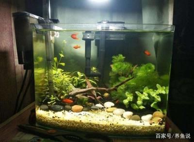 剛做好的魚缸要怎么處理才能養(yǎng)魚（養(yǎng)魚水質(zhì)管理全攻略養(yǎng)魚水質(zhì)管理全攻略養(yǎng)魚水質(zhì)管理） 魚缸百科 第1張