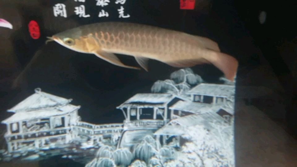 這個魚怎么樣（是烤魚嗎魚鱗為什么不亮） 觀賞魚論壇