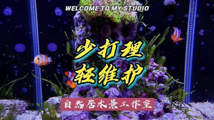 海水魚缸好打理嗎視頻（如何打理一個海水魚缸） 魚缸百科 第1張