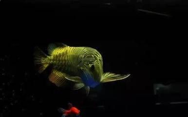 海拉爾哪里賣魚缸的好點(diǎn)（如何選擇合適的魚缸） 魚缸百科 第1張