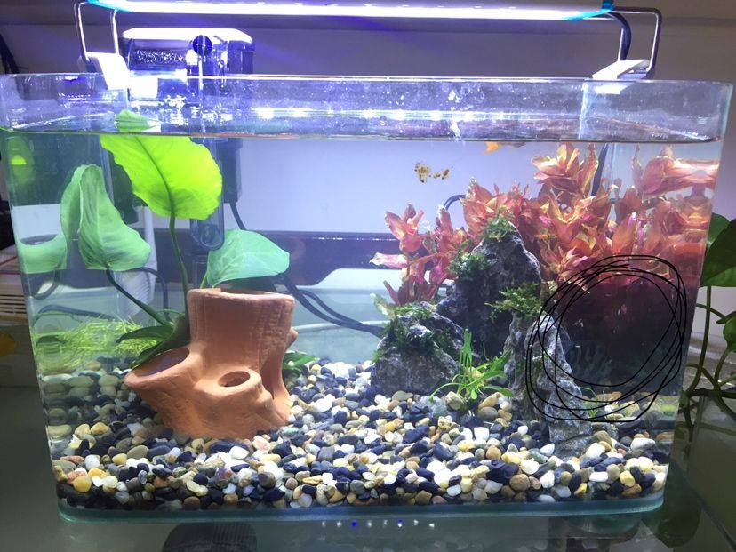 新家人迷你鸚鵡魚（剛買的鸚鵡魚為什么一開燈就嚇得到處跑一條在小屋里一條在水草里） 觀賞魚論壇