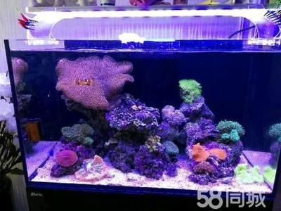 淡水魚缸可以改成海水魚缸嗎（如何將淡水魚缸改造成海水魚缸） 魚缸百科 第3張