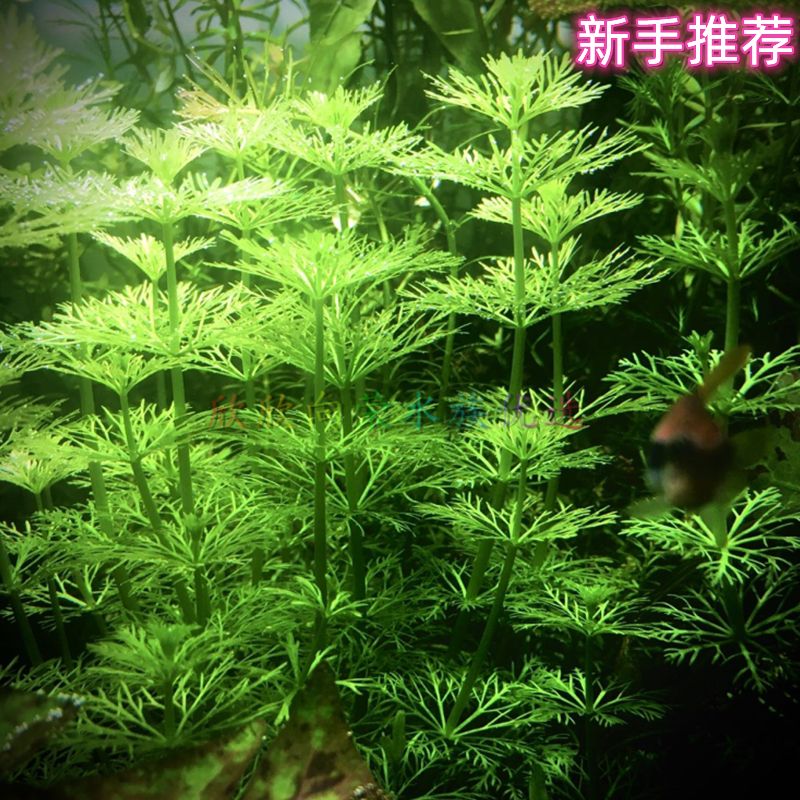 淡水魚缸養(yǎng)什么水草好（淡水魚缸中的水鱸科魚缸中的水草種類及其特點及注意事項） 魚缸百科 第1張