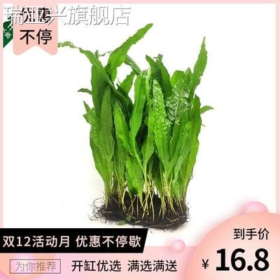 淡水魚缸養(yǎng)什么水草好（淡水魚缸中的水鱸科魚缸中的水草種類及其特點及注意事項） 魚缸百科 第2張