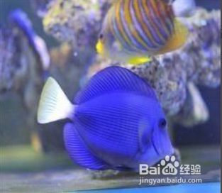 海鹽放魚缸比例（如何自制魚缸鹽水） 魚缸百科 第1張