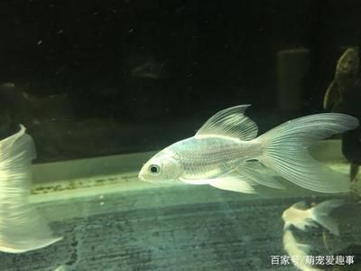 蝴蝶鯉適合用什么魚(yú)缸（蝴蝶鯉的飼養(yǎng)技巧）