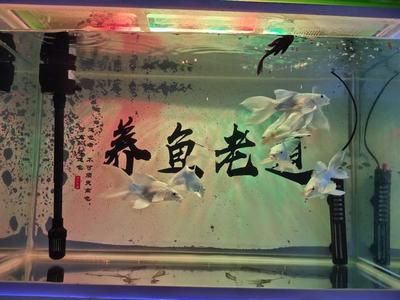 蝴蝶鯉適合用什么魚(yú)缸（蝴蝶鯉的飼養(yǎng)技巧）