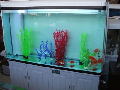 廣州市越美水族魚缸專賣店 魚缸百科 第4張