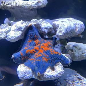 海星活體海水魚缸（養(yǎng)護(hù)海星活體海水魚缸需要注意什么？）