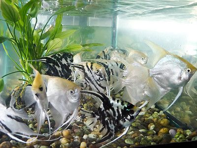 黑背景魚缸適合養(yǎng)什么魚好（黑底魚缸養(yǎng)護技巧） 魚缸百科 第3張