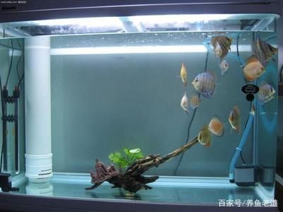 底過濾魚缸聲音大怎么回事（底濾魚缸過濾魚缸過濾聲音大怎么解決魚缸聲音大怎么辦） 魚缸百科 第2張