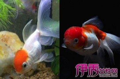 紅蟲可以直接放魚缸嗎（紅蟲的生態(tài)價值）