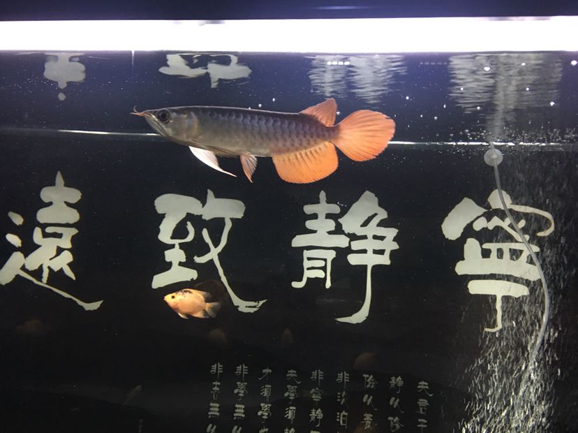 小龍魚入缸2019.9.6記錄，持續(xù)更新（新手養(yǎng)魚，多多指教） 觀賞魚論壇 第2張