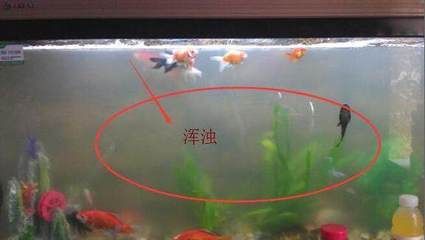 剛買魚缸怎么消毒（剛買來的魚缸消毒方法） 魚缸百科 第3張