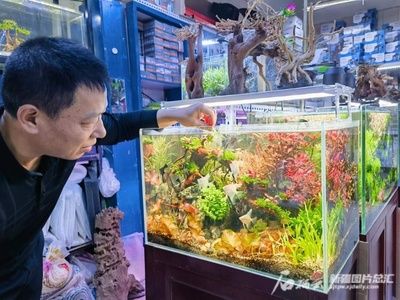 給魚(yú)缸造景叫什么職業(yè)（探索水族造景的世界大賽水族造景師或生態(tài)造景師或生態(tài)造景師） 魚(yú)缸百科 第4張