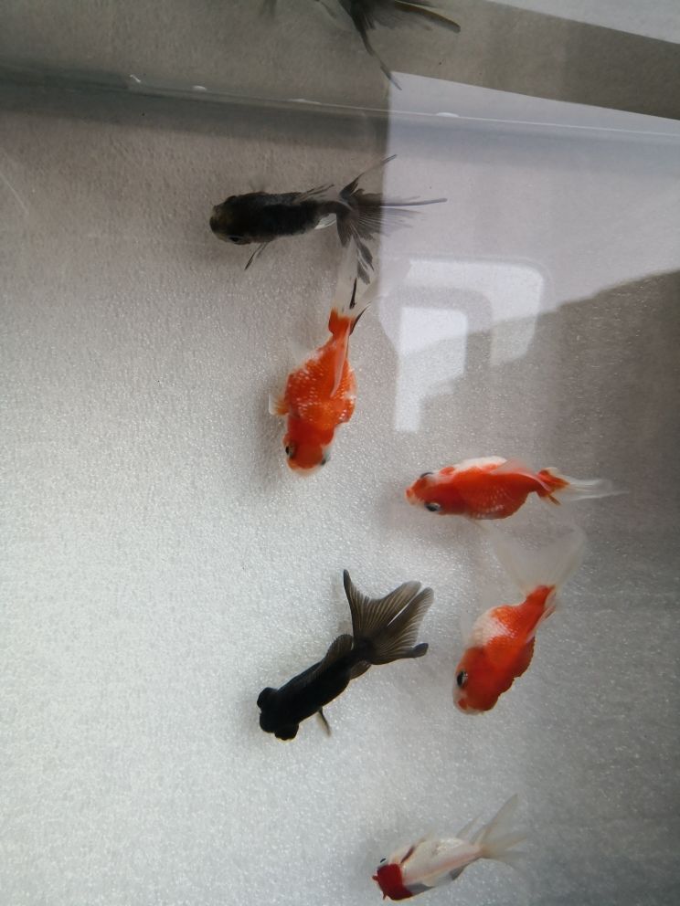 時隔三十年重入金魚坑（3元1條的小雜魚養(yǎng)起） 觀賞魚論壇 第1張