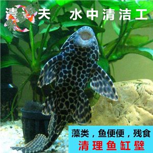 觀景魚(yú)缸怎么清理糞便的方法（清理觀景魚(yú)缸糞便的方法是保持水質(zhì)清潔的重要環(huán)節(jié)） 魚(yú)缸百科 第4張