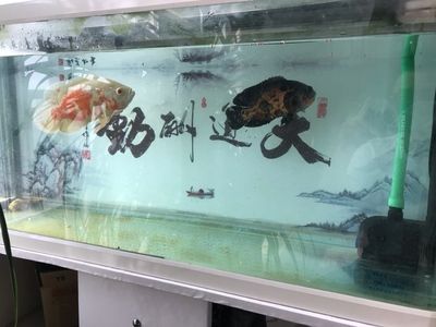 滴漏魚缸過濾（滴漏魚缸過濾是一種高效且美觀的過濾方式） 魚缸百科 第2張