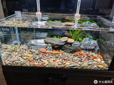 紅鯉魚(yú)魚(yú)缸當(dāng)什么點(diǎn)綴好看（如何打造個(gè)性化魚(yú)缸）