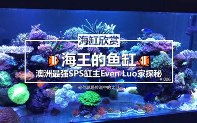 海王專屬歌曲魚缸（關于“海王專屬歌曲魚缸”的詳細信息） 魚缸百科 第1張