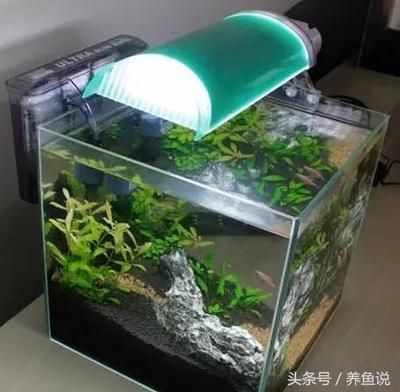 觀賞魚缸燈具（如何選擇合適的魚缸燈）