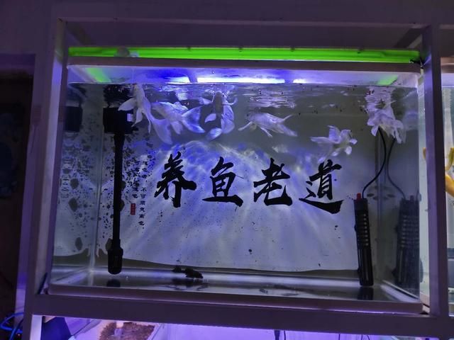 剛開的魚缸養(yǎng)水發(fā)白怎么處理（剛開的魚缸養(yǎng)水發(fā)白可能是由于多種因素引起的，需要注意的是）