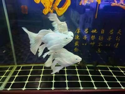 剛開的魚缸養(yǎng)水發(fā)白怎么處理（剛開的魚缸養(yǎng)水發(fā)白可能是由于多種因素引起的，需要注意的是）